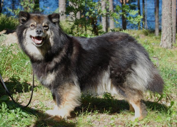 Dimolin Finlandia