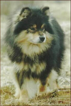 Orso-Farm Maahinen