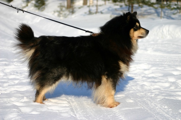 Maukka