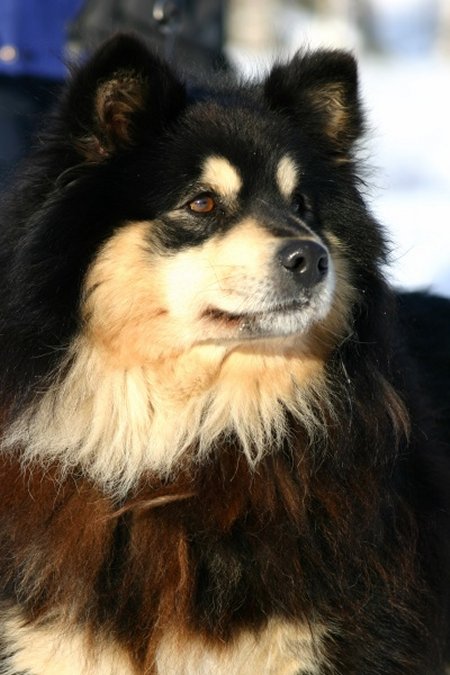 Maukka