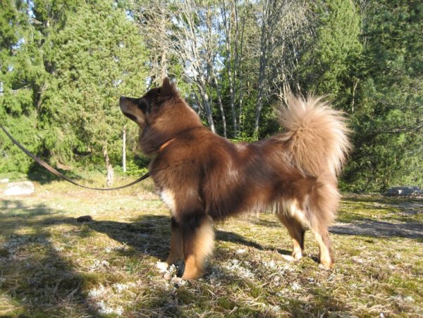 Dimolin Lapintyttö