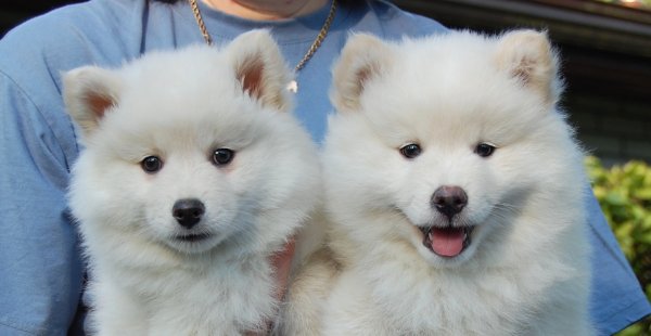 Dimolin Saanaliina ja Saraliina