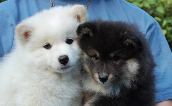 Dimolin Samoaja ja Suopunki