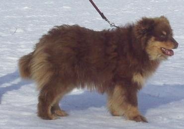 Turnukan Rosvo-Roope