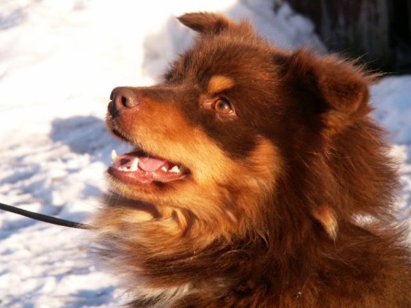 Turnukan Rosvo-Roope